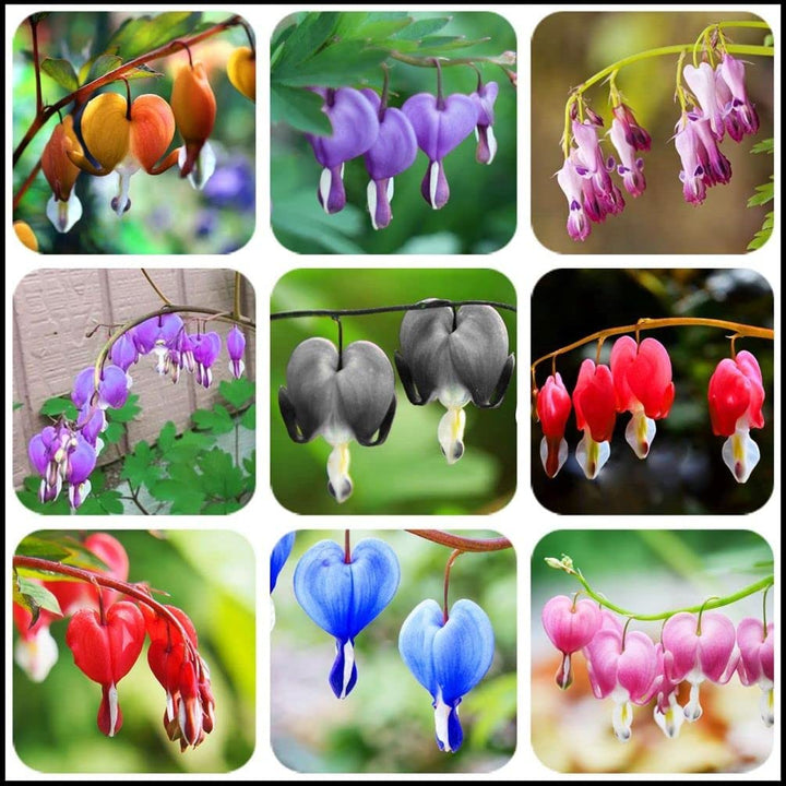 Mixed Dicentra Flower Seeds – Heirloom Non-GMO High Germination Seeds