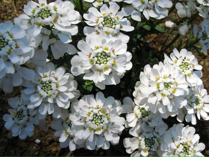 White Candytuft Flower Seeds – Heirloom, Non-GMO, High Germination, Organic Seeds