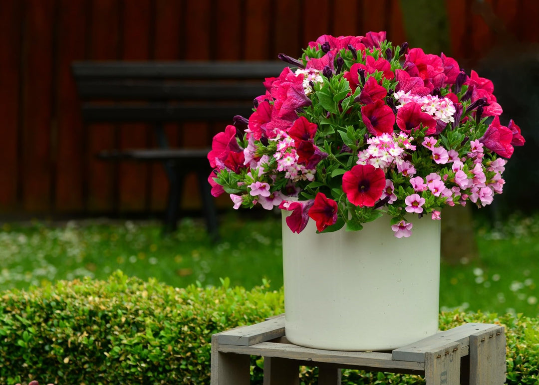 hanging petunia flower seeds