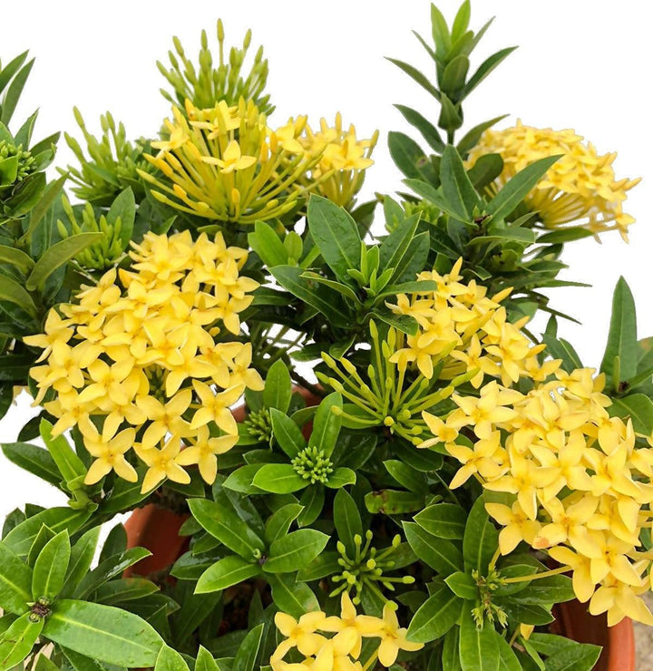 Perennial Ixora Flower Seeds Yellow – Heirloom, Non-GMO, High Germination Organic Garden Seeds for Planting