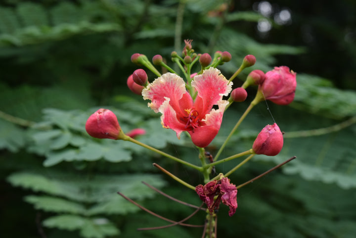 Caesalpinia Pulcherrima Flower Seeds – Heirloom, Non-GMO, High Germination Organic Garden Seeds for Planting