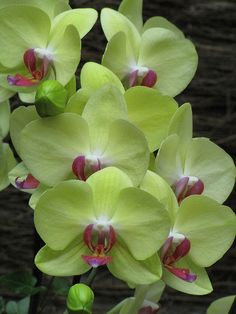 Green Phalaenopsis Orchid Flower Seeds – Heirloom, Non-GMO, High Germination Seeds