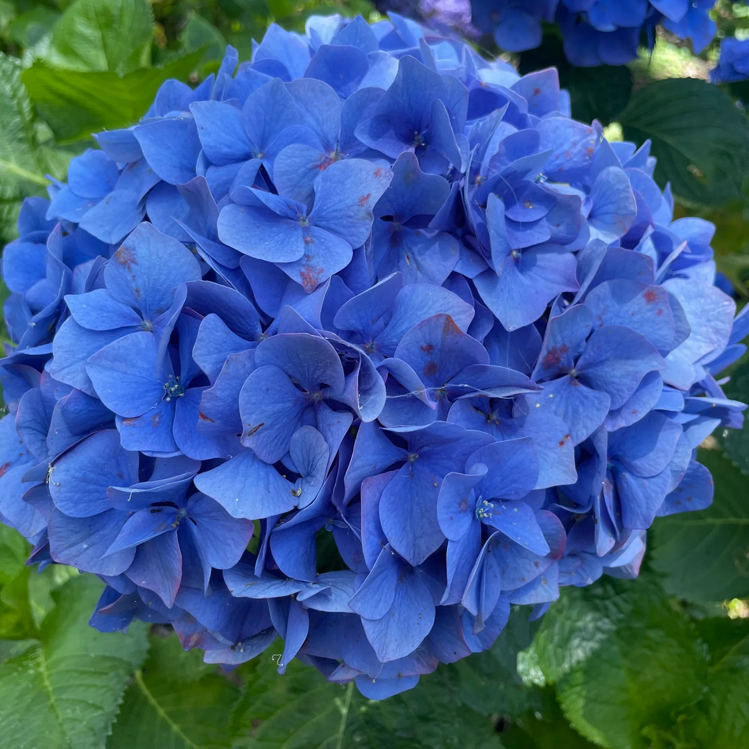 blue white flower seeds