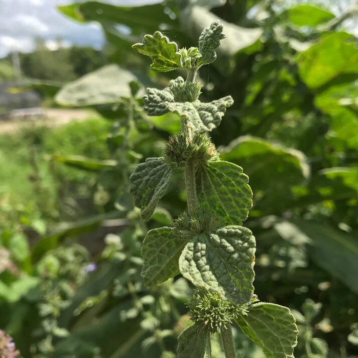 Green Horehound Seeds for Planting – Heirloom Non-GMO Traditional Medicinal Herb Seeds