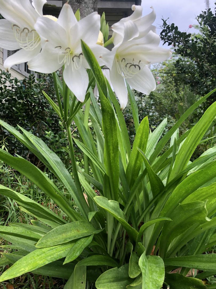 White Crinum Flower Seeds for Planting – Heirloom Non-GMO High Germination Seeds