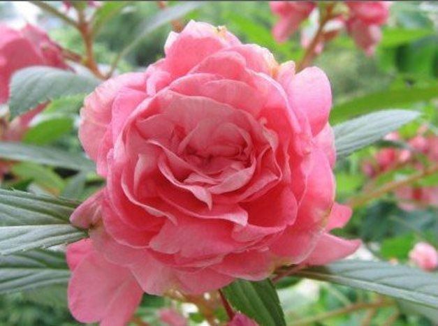 Balsamine Flower Seeds Pink for Planting – Heirloom Non-GMO High Germination Organic Seeds