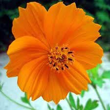 Perennial Cosmos Flower Seeds Mixed – Heirloom Non-GMO High Germination Organic Garden Seeds for Planting