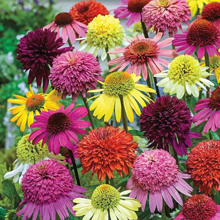 Mixed Cone Flower Seeds for Planting – Heirloom Non-GMO High Germination Seeds