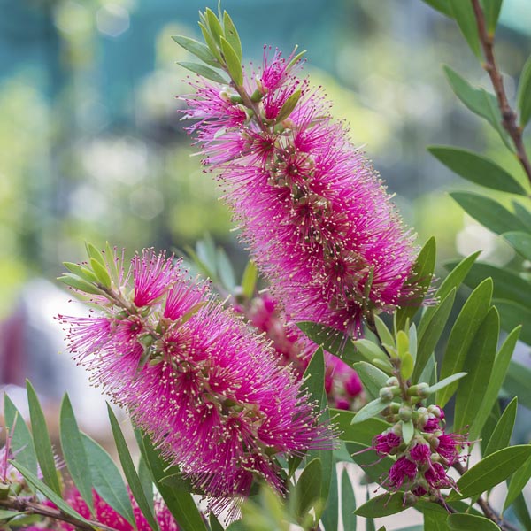 Bottle Brush Flower Seeds Pink – Heirloom Non-GMO High Germination Seeds