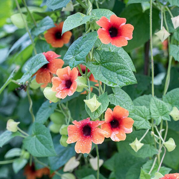 Red Gardenia Thunbergia Flower Seeds – Heirloom Non-GMO Organic High Germination