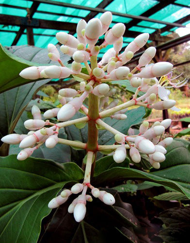 White Medinilla Magnifica Flower Seeds – Heirloom, Non-GMO, High Germination Seeds