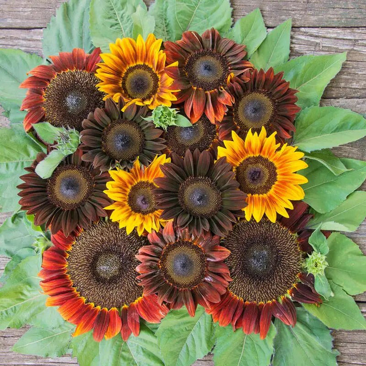 Mixed Sunflower Flower Seeds – Heirloom, Non-GMO, High Germination Seeds