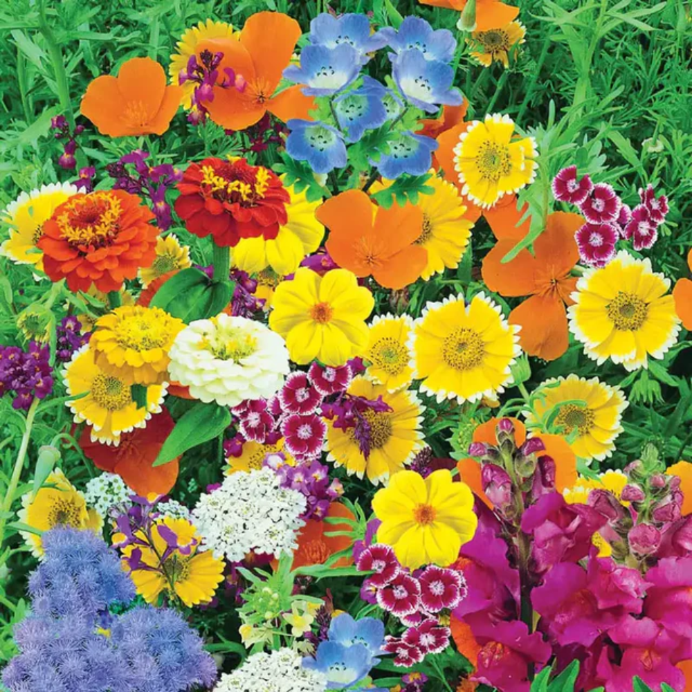 wildflower mississippi flower seeds
