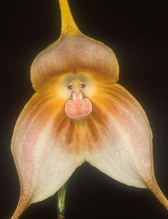 Monkey Face Orchid Flower Seeds Orange – Heirloom, Non-GMO, High Germination Seeds