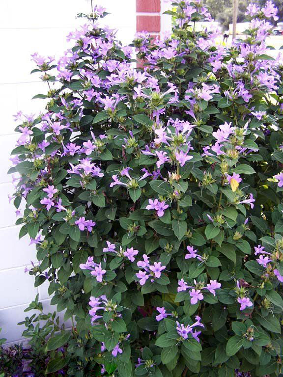 Purple Loropetalum Flower Seeds – Heirloom, Non-GMO, High Germination Organic Garden Seeds for Planting Seeds for Planting