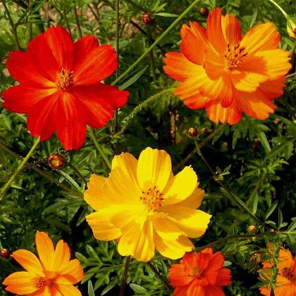 Perennial Cosmos Flower Seeds Mixed – Heirloom Non-GMO High Germination Organic Garden Seeds for Planting