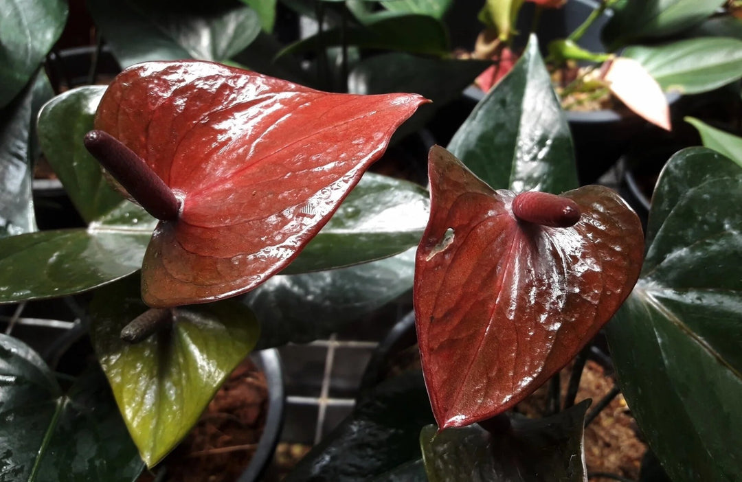 Brown Anthurium Flower Seeds – Heirloom, Non-GMO, High Germination Seeds