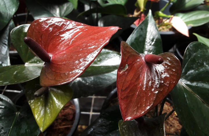 Brown Anthurium Flower Seeds – Heirloom, Non-GMO, High Germination Seeds