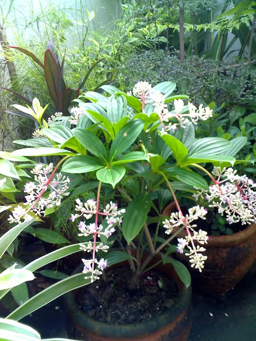Medinilla Magnifica Flower Seeds White – Heirloom, Non-GMO, High Germination Seeds