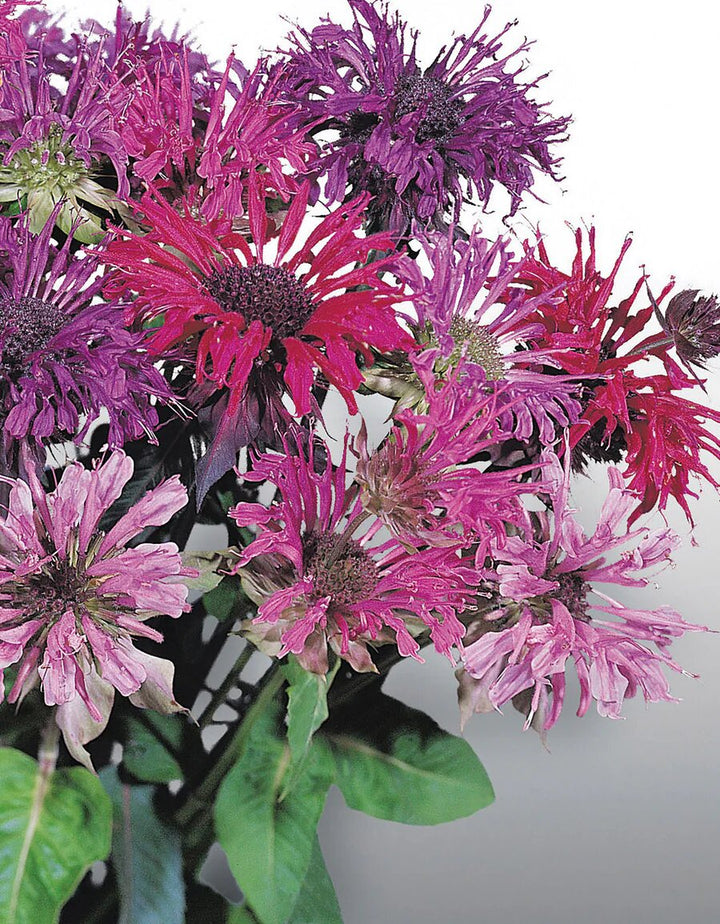 Mixed Monarda Flower Seeds – Heirloom, Non-GMO, High Germination Seeds
