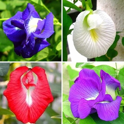 Mixed Aparajita Flowers Seeds – Heirloom, Non-GMO, High Germination Seeds