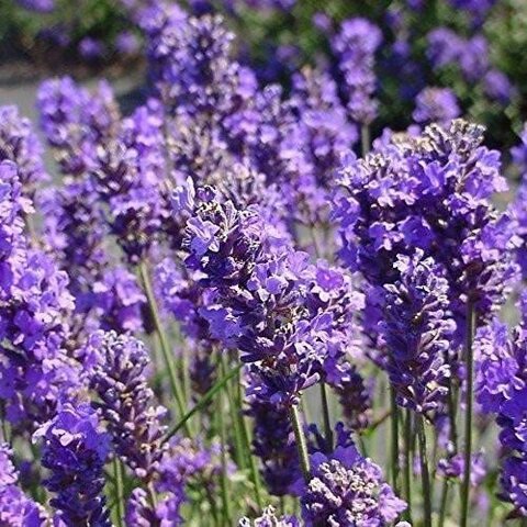 Lavandula Flower Seeds Lavender – Heirloom, Non-GMO, High Germination Seeds