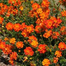 Perennial Cosmos Flower Seeds Mixed – Heirloom Non-GMO High Germination Organic Garden Seeds for Planting