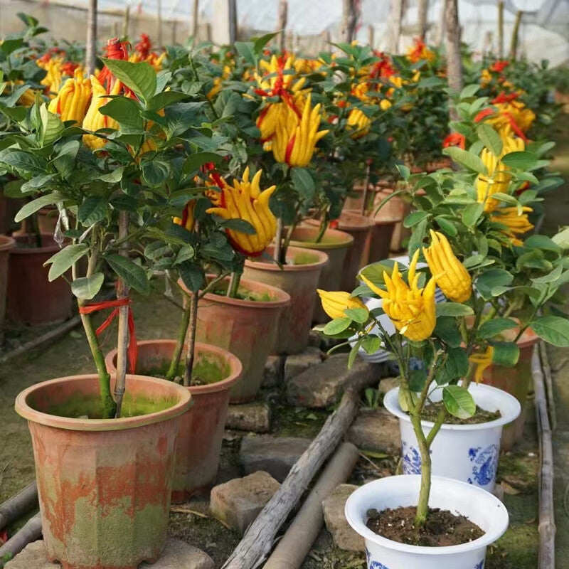 Jinhua Bergamot herb seeds
