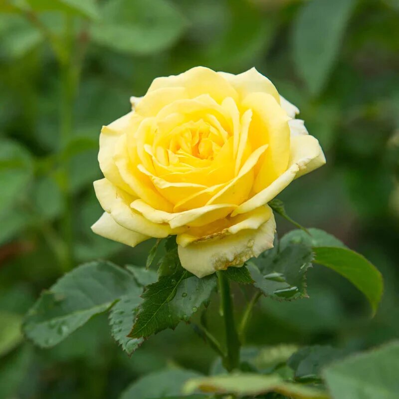Giant Blooming Rose Flower Seeds Yellow Heirloom Non-GMO Seeds
