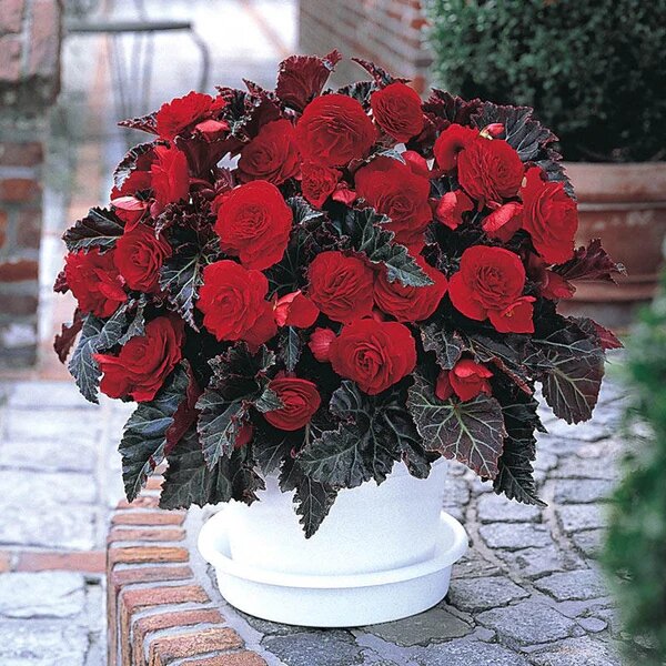 Maroon Begonia Flower Seeds for Planting – Heirloom Non-GMO High Germination Organic Seeds