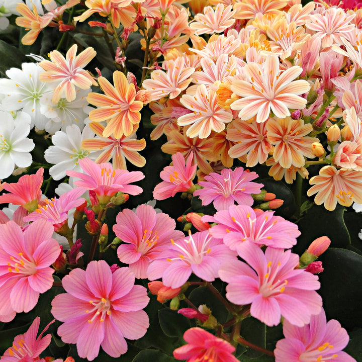 Mixed Lewisia Flowers Seeds – Heirloom, Non-GMO, High Germination Seeds