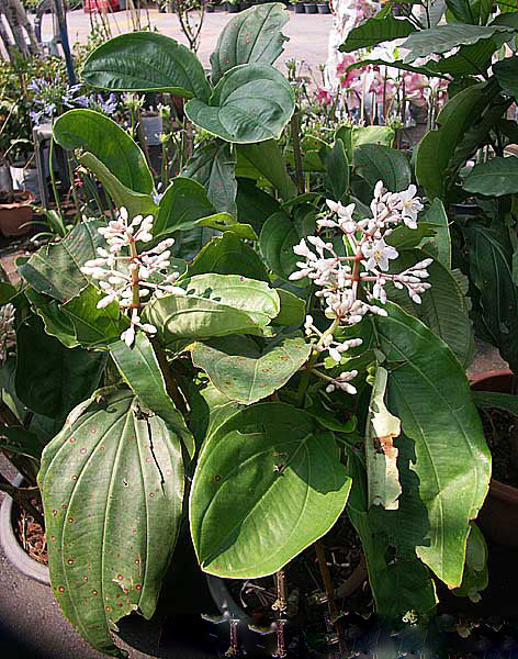 White Medinilla Magnifica Flower Seeds – Heirloom, Non-GMO, High Germination Seeds