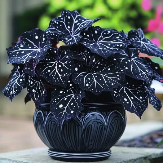 Black Moonlight Butterfly Begonia Flower Seeds – Seeds for Planting Heirloom Non-GMO High Germination Organic Garden Seeds