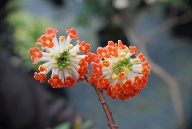 Semillas de flores Edgeworthia naranjas, reliquia, sin OMG, alta germinación