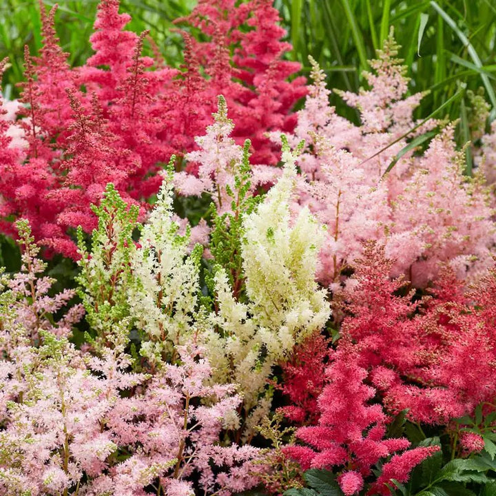 Mixed Astilbe Flower Seeds – Heirloom, Non-GMO, High Germination Seeds