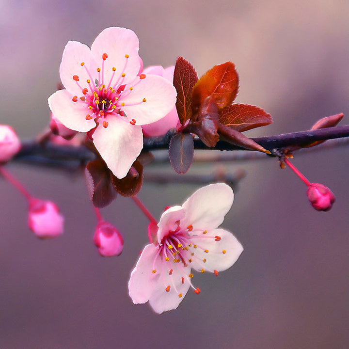 Cherry Blossom Flower Seeds Pink – Heirloom, Non-GMO, High Germination Seeds