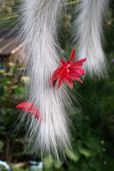 Hildewintera Flower Seeds – Heirloom, Non-GMO, High Germination Seeds