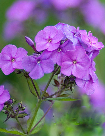 Giant Phlox Flower Seeds Purple Heirloom Non-GMO High Germination Organic Garden Seeds for Planting