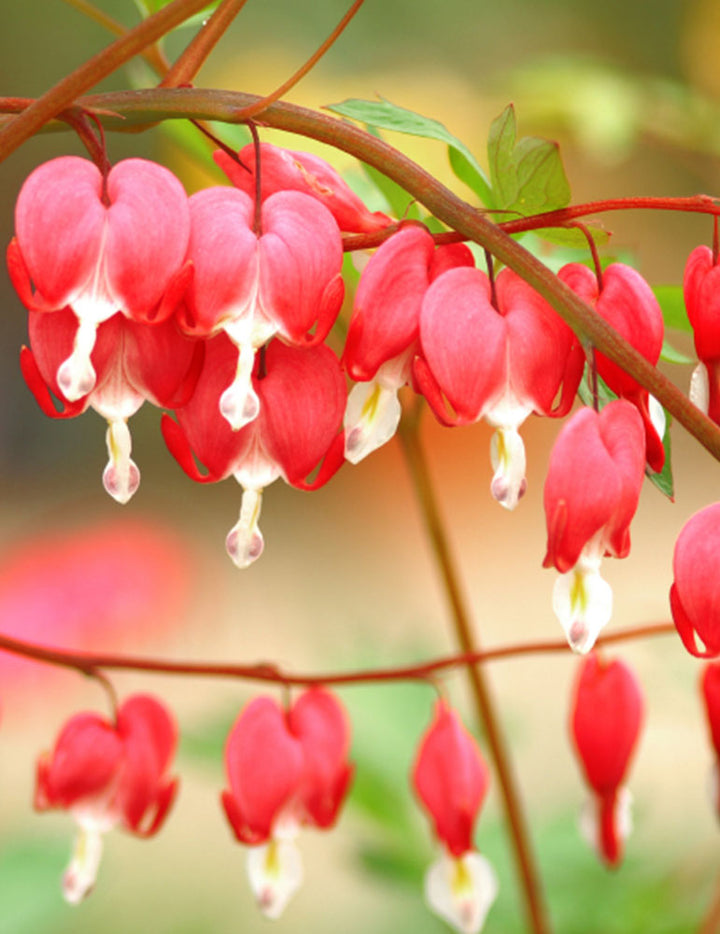 Red Bleeding Heart Flower Seeds for Planting – Heirloom Non-GMO Organic Garden Seeds