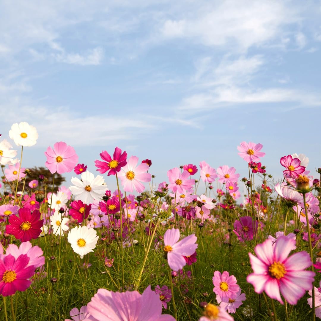 Mixed Cosmos Flower Seeds for Planting – Heirloom Non-GMO High Germination Seeds