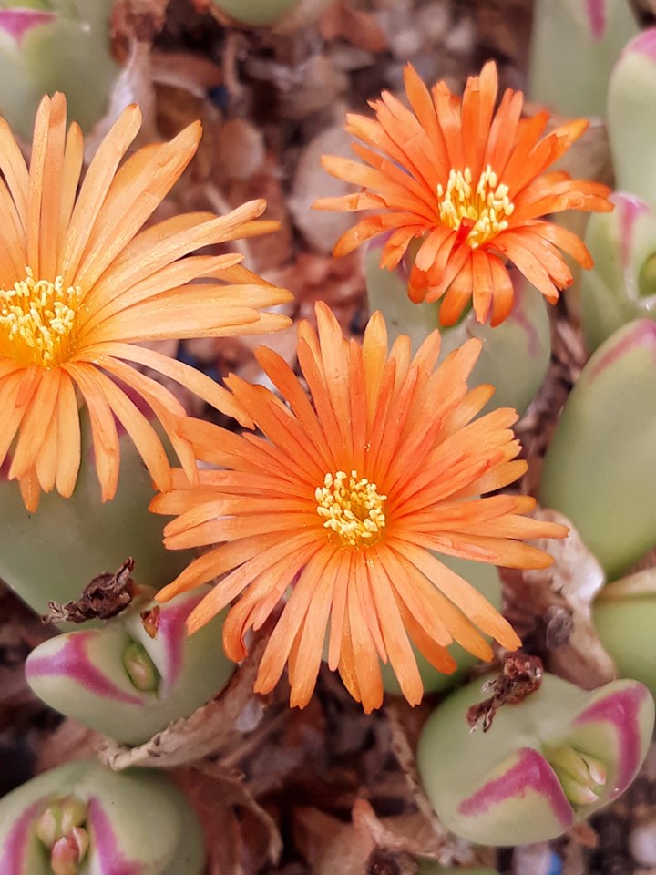 Conophytum Flower Seeds Orange – Heirloom Non-GMO High Germination Seeds