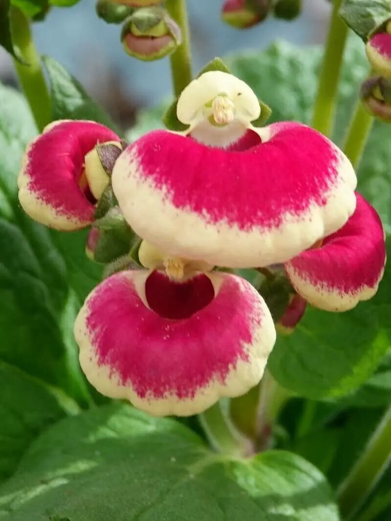 Pink Giant Calceolaria Flower Seeds – Heirloom, Non-GMO, High Germination Seeds