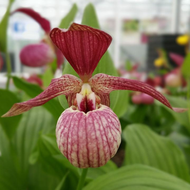 Cypripedium Flower Seeds Red – Heirloom Non-GMO High Germination Seeds