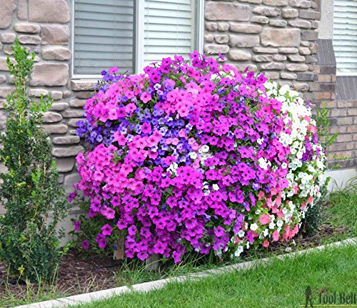 Mixed Cress Aubrieta Flower Seeds – Heirloom, Non-GMO, High Germination Organic Garden Seeds