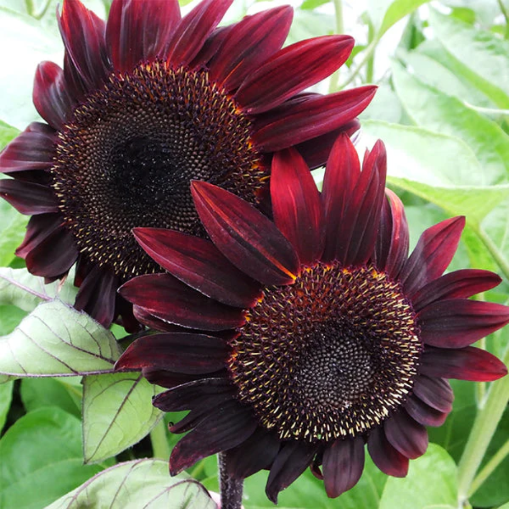 red rouge flower seeds