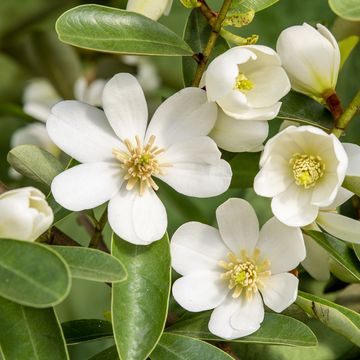 Magnolia Laevifolia Flower Seeds – Heirloom, Non-GMO, High Germination Seeds