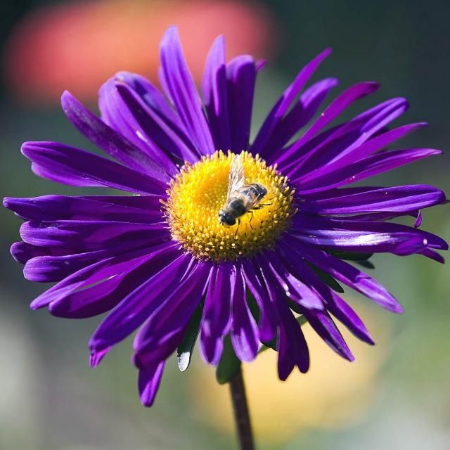 Violet Daisy Flower Seeds – Heirloom, Non-GMO, High Germination Seeds