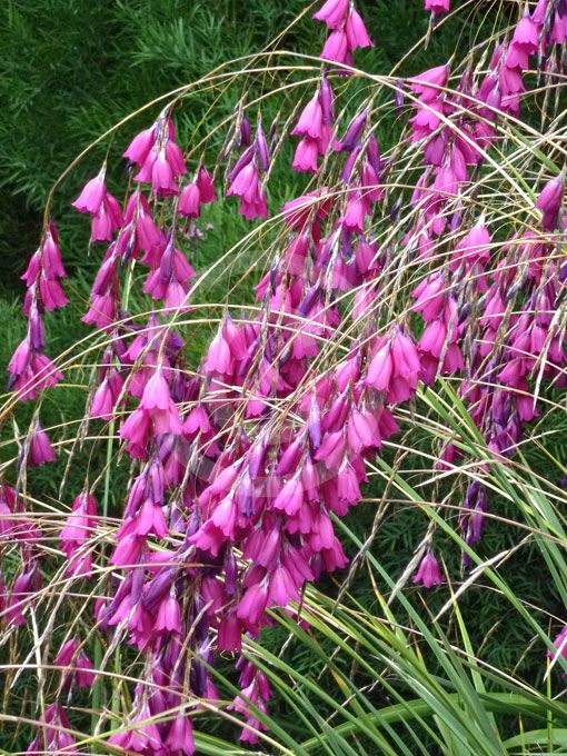 Dierama Pendulum Flower Seeds – Heirloom Non-GMO High Germination Seeds