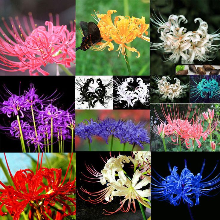 Mixed Lycoris Radiata Flower Seeds – Heirloom, Non-GMO, High Germination Seeds