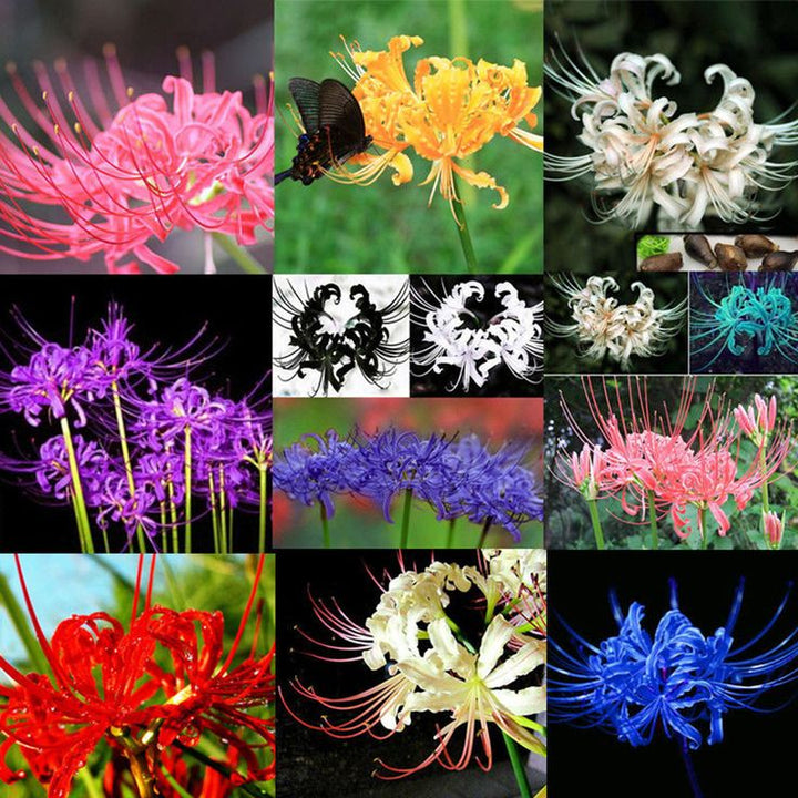 Mixed Lycoris Radiata Flower Seeds – Heirloom, Non-GMO, High Germination Seeds